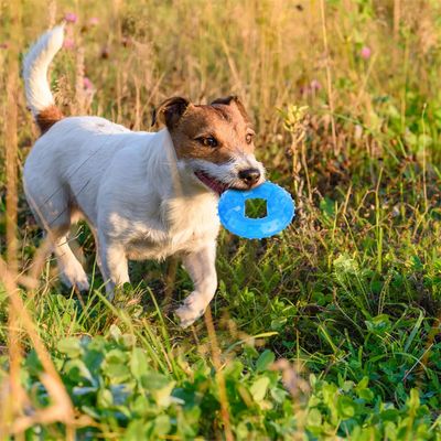 Pet Planet Jouet congelable en forme de beignet pour chien