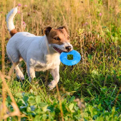 Pet Planet Jouet congelable en forme de beignet pour chien
