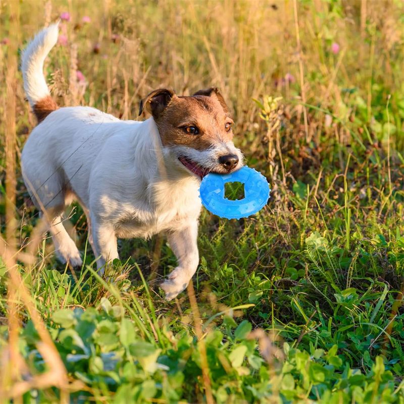 Pet Planet Jouet congelable en forme de beignet pour chien
