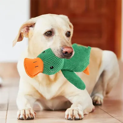 IntiMeg Jouet en peluche pour chien en forme de canard