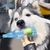 Pet Planet Jouet pour chien bouteille de tennis en TPR