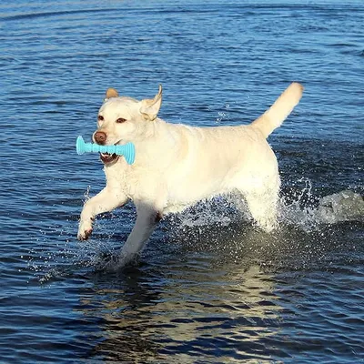 Pet Planet Chiens JouetsSet Jouet à Mâcher en Caoutchouc Naturel