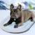 Pet Planet Matelas de refroidissement pour animaux de compagnie