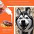 Pet Planet Chiens Et Chats Soins Dentaires Pour Animaux De Compagnie