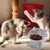 Petopia Gamelle surélevée pour chat
