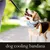 Petopia Collier rafraîchissant pour chien Petopia Collier rafraîchissant pour chien