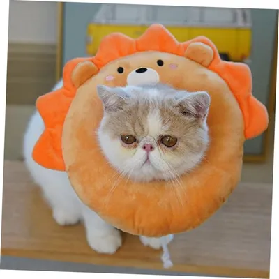 Petopia Collier de Récupération pour Chat