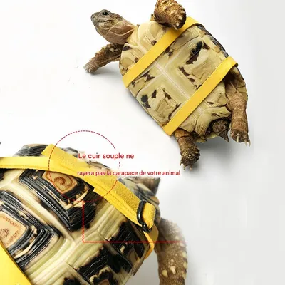 FurryFusion Harnais réglable pour tortue