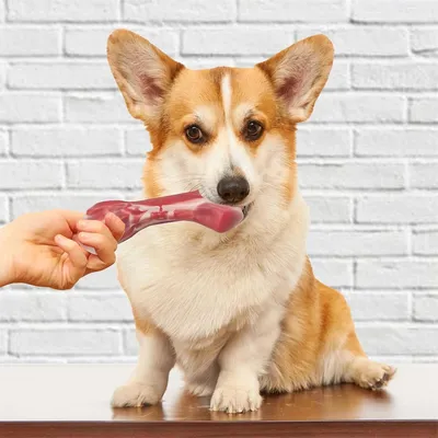 Pet Planet Jouet en forme d'os en nylon pour chien