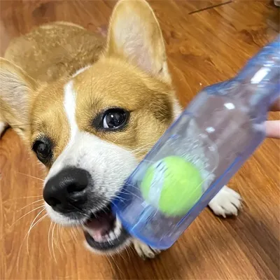 Pet Planet Jouet pour chien bouteille de tennis en TPR