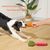 UAMLY Jouets couineurs pour chiens (carotte)