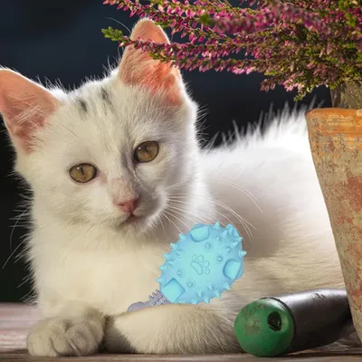 Pet Planet Chiens Poulet Pattes Jouets pour Chiens