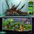 IntiMeg Décoration d'aquarium