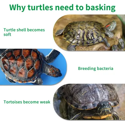 Plateforme de repos pour tortues Plateforme de repos pour tortues