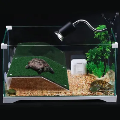 Plateforme de repos pour tortues Plateforme de repos pour tortues