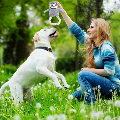 Pet Planet Chiens Jouets En Peluche Hibou