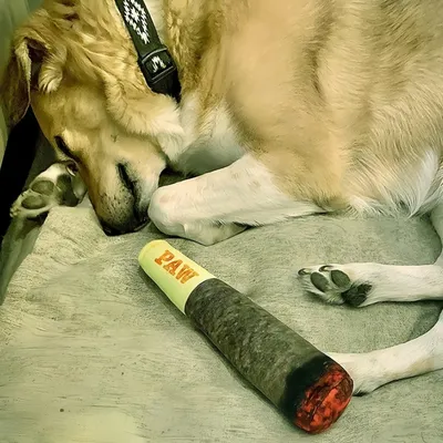 FurryFusion Jouet en peluche pour chien en forme de cigare