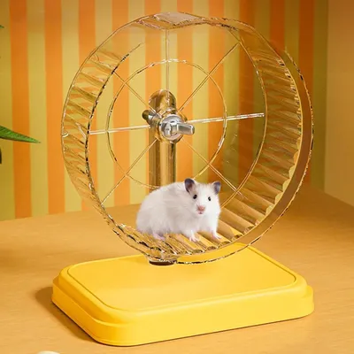 IntiMeg Roue de course pour cochon d'Inde