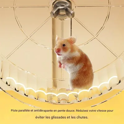 IntiMeg Roue de course pour cochon d'Inde