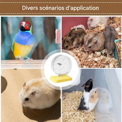 IntiMeg Roue de course pour cochon d'Inde