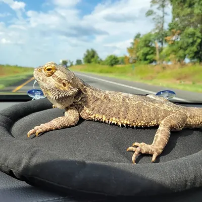 FurryFusion Sac de sommeil pour reptiles et petits animaux