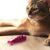 AIKIOU-FISH TREAT TOY ROUGE