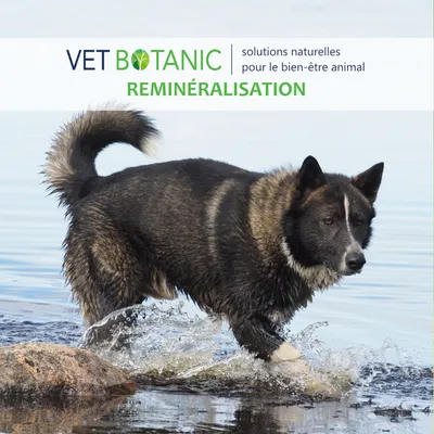 CYNORHODON - Vitamine C naturelle pour le chien et le chat