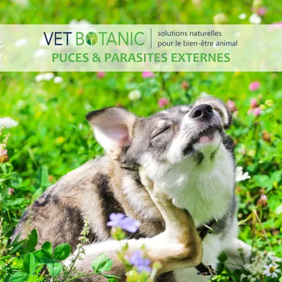 TERRE DE DIATOMÉE - Parasites externes chiens et chats TERRE DE DIATOMÉE - Parasites externes chiens et chats