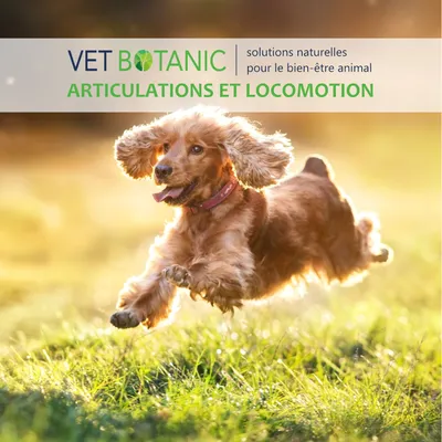 MSM - Soutien articulaire du chien et du chat