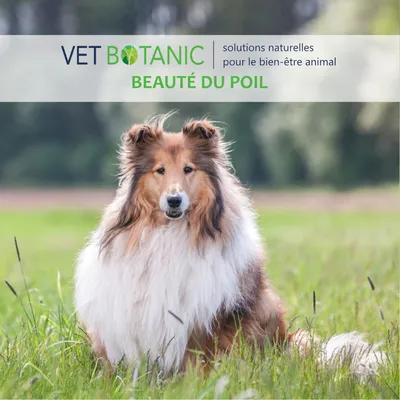 COMPLEMENT PEAU - Santé de la peau et du pelage chez le chien et le chat