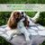 GATTILIER Graine pure en poudre - Equilibre hormonal chiens et chats