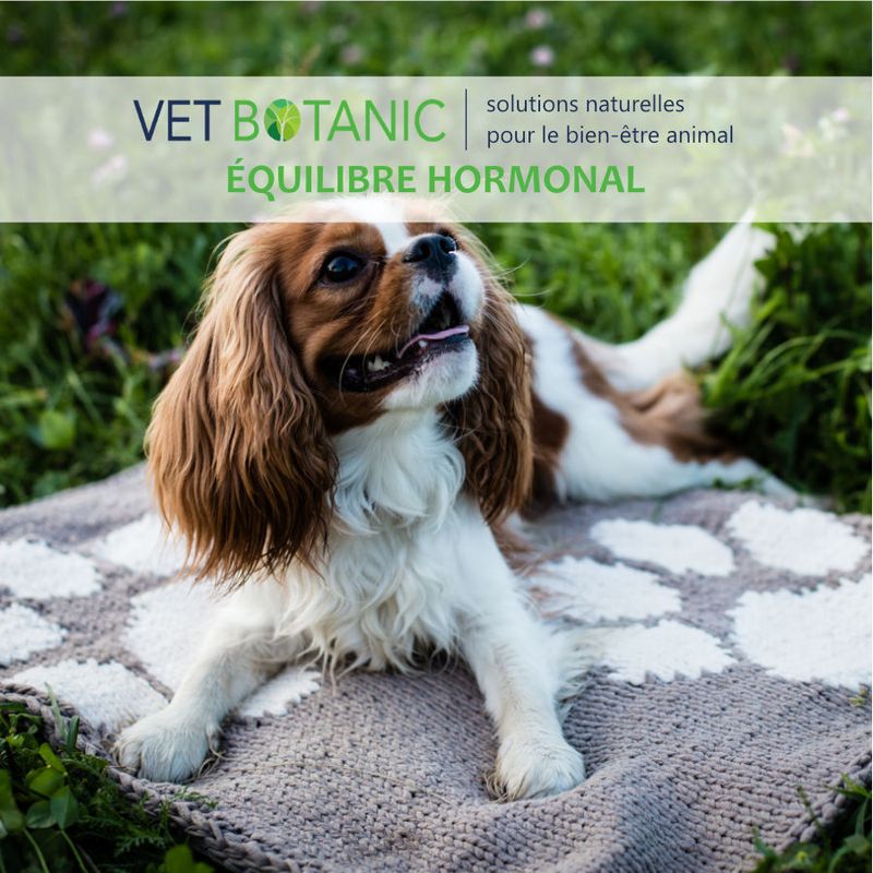 GATTILIER Graine pure en poudre - Equilibre hormonal chiens et chats