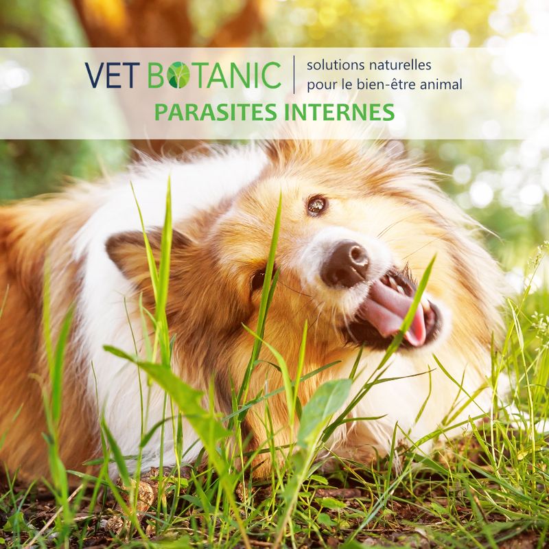 COMPLEMENT PURGE - Hygiène intestinale chez le chien et le chat