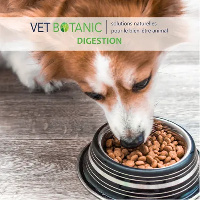 PSYLLIUM tégument pur en poudre - Transit digestif chiens et chats