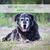 COMPLEMENT SENIORS - Confort et bien-être du chien et du chat