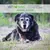 COMPLEMENT SENIORS - Confort et bien-être du chien et du chat