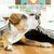 MAGNESIUM MARIN - Décontraction musculaire et stress chien et chat