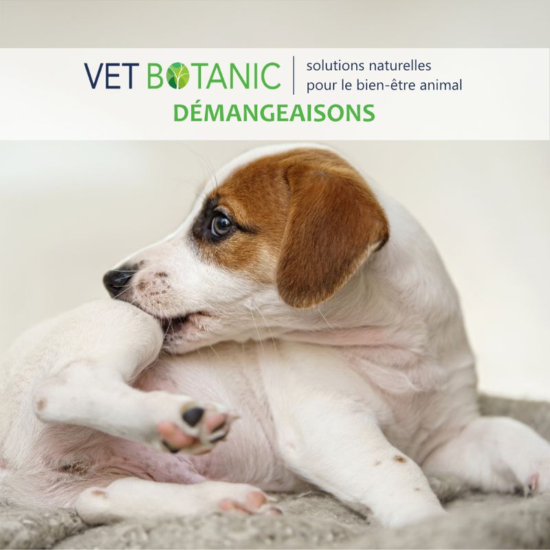 BARDANE Racine en poudre - Démangeaisons et détox chiens et chats