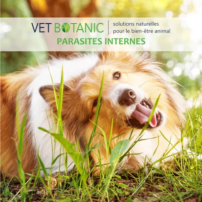 GRAINES DE LIN PRETES A L'EMPLOI - Confort digestif du chien et du chat