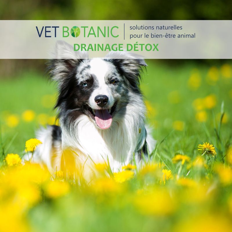 ARTICHAUT Plante pure en poudre - Drainage detox chiens et chats