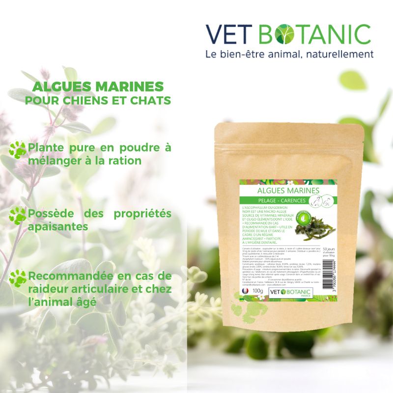 ALGUES MARINES plante pure en poudre - Pelage et carences chiens et chats