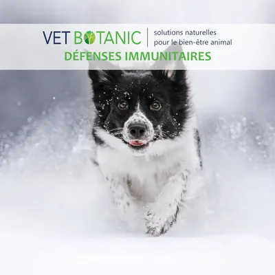 ÉCHINACÉE Plante pure en poudre - Défenses immunitaires chiens et chats