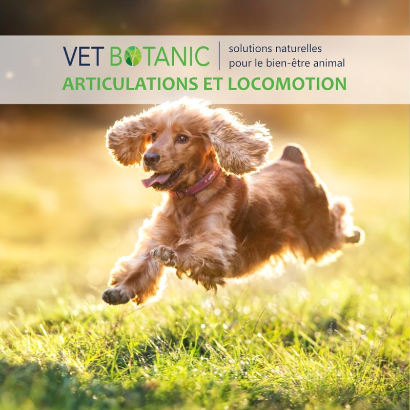 COLLAGENE MARIN - Soutien locomoteur du chien et du chat