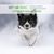 SPIRULINE - Algue pure en poudre - Fortifiant & revitalisant chien et chat