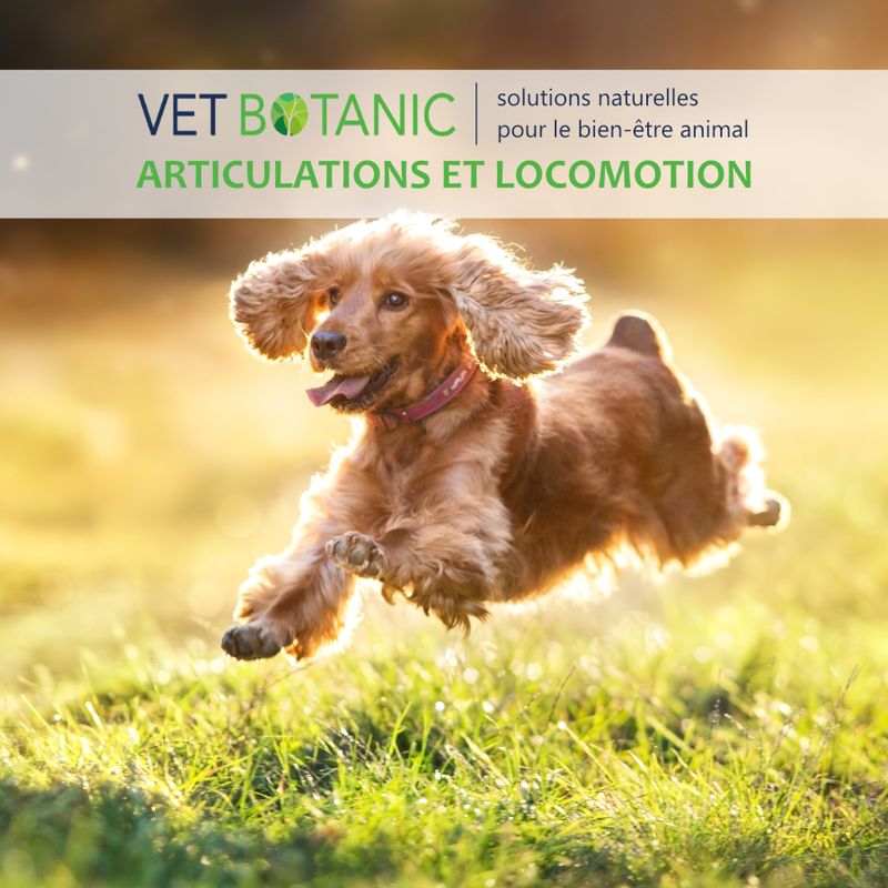 COMPLEMENT ARTICULATIONS - Renfort et souplesse chiens et chats