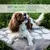 FRAMBOISIER Feuilles en poudre - Reproduction chiens et chats