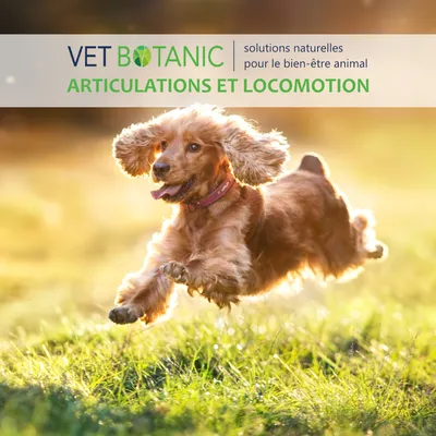 ORTIE Plante pure en poudre - Reminéralisation & draînage chiens et chats