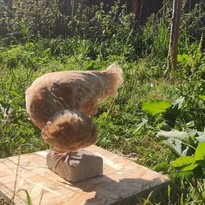 MAGALLI - Magalli Bloc A Picorer - Alimentation Poules