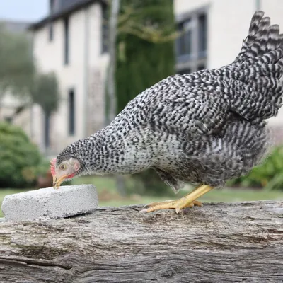 MAGALLI - Magalli Bloc A Picorer - Alimentation Poules