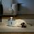 Petopia Dispenseur d'eau intelligent pour animaux de compagnie